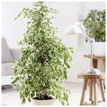 PLANT INDOOR FOLIAGE BEGONIA IRON CROSS WITH CRAFT POT 14CM