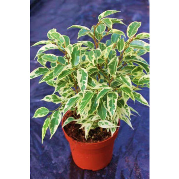 PLANT INDOOR FOLIAGE FICUS MILLENIUM BRAIDED 9L