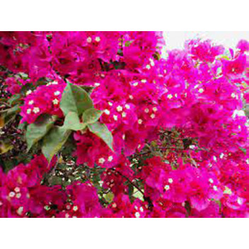 PLANT CLIMBER BOUGAINVILLEA ASSORTED STAKED 21CM