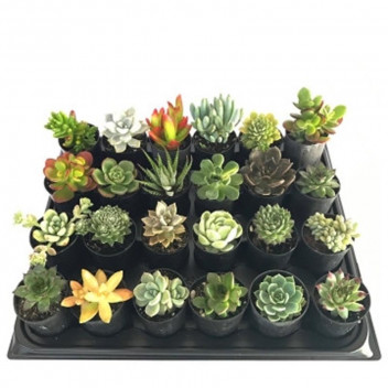 PLANT SUCCULENT ALOE ASSORTED 12CM