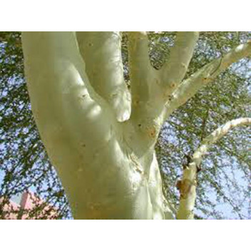 PLANT TREE ACACIA XANTHOPHOEA FEVER TREE 20L