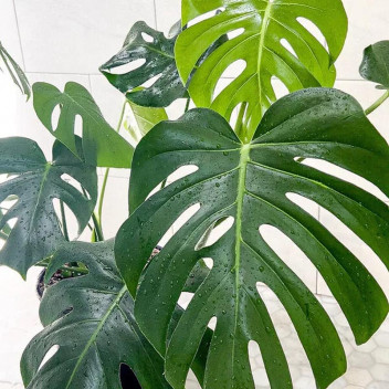 MONSTERA DELISIOUSA INDOOR FOLIAGE PLANT 14CM
