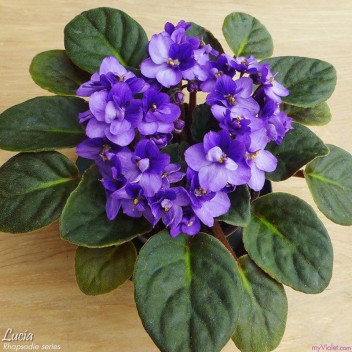 AFRICAN VIOLET SAINPAULIA FLOWER INDOOR PLANT 10CM