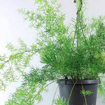 PLANT INDOOR FOLIAGE SCHEFFLERA GOLD CAPELLA 23CM