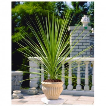 DOUBLE STANDARD FREYLINIA FRUITICOSA BLUE BELLS SHRUB PLANT 15L