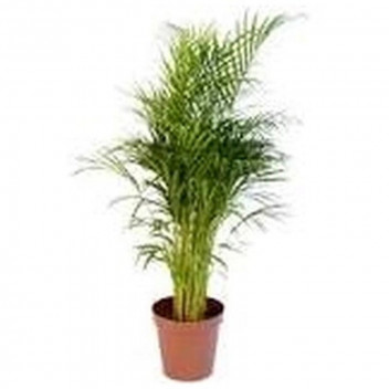BAMBOO PALM FOLIAGE INDOOR PLANT 43L XXL