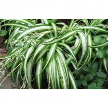 PLANT IND FOLIAGE HEN & CHICK CHLOROPHYTUM COMOSUM IRISH 20CM H/B