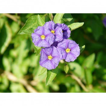 PLANT OUTDOOR SHRUB ESCALLONIA PINK PRINCESS 21CM