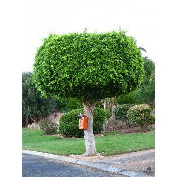 PLANT INDOOR FOLIAGE FICUS NITIDA BALL 9L