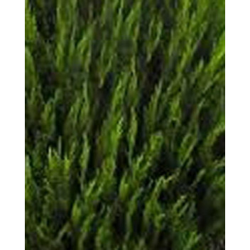 PLANT SHRUB JUNIPERUS SCOPULORU SKYROCKET 43L