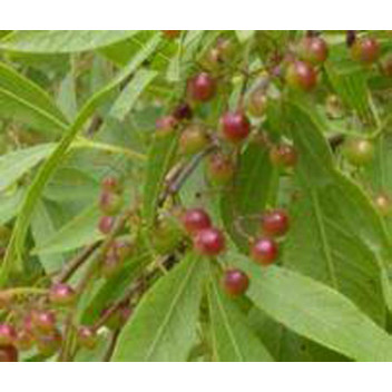 PLANT TREE SEARSIA LUCIDA (RHUS) 17CM