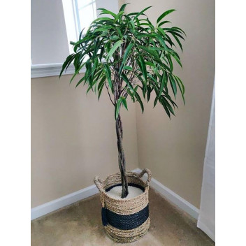 FICUS MOCLAIME BRAIDED/PLATTED FOLIAGE INDOOR PLANT 19-20CM