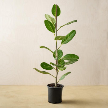 PLANT INDOOR FOLIAGE FICUS ELASTICA AUDREY 14CM POT WILD FIG