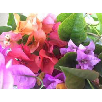 STAKED BOUGAINVILLEA BRILLIANT RED CLIMBER PLANT 15L