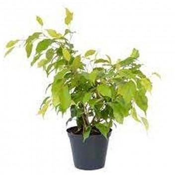 PLANT IND FOLIAGE FICUS VIVIAN BUSH 30CM POT