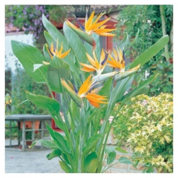 AN ICONIC EVERGREEN SHRUB ADMIRED FOR ITS STRIKING, CRANE-LIKE FLOWERS AND BOLD