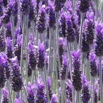 LAVANDULA ANG. MARGARET ROBERTS SHRUB PLANT 17CM