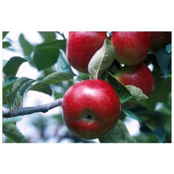 EARLY RED ONE APPLE FRUIT PLANT 10L