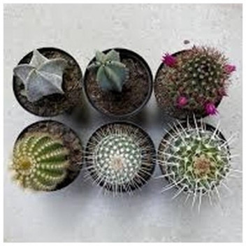 PLANT SUCCULENT ECHINOCACTUS GRUSSONII 12CM