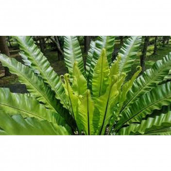 FOLIAGE DRACAENA COMPACTA TIPS INDOOR PLANT 15CM