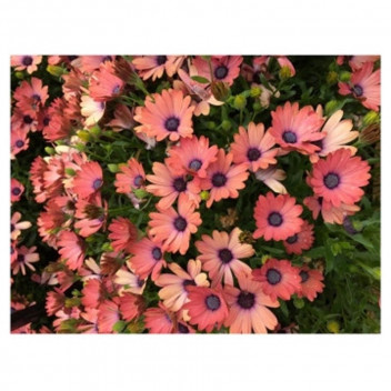MAGIC CAPE DAISY OSTEOSPERMUM ROSE GROUND COVER PLANT 17CM