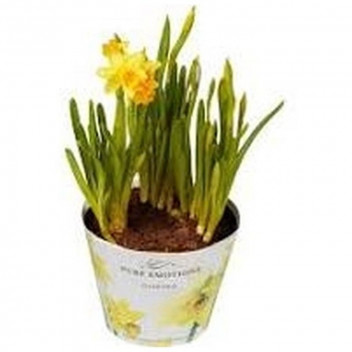 PLANT BULB FLOWER RENUNCULUS ORANGE 25PK