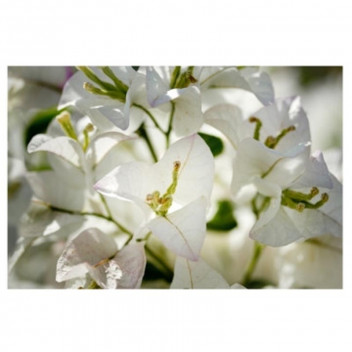 PLANT CLIMBER BOUGAINVILLEA ASSORTED STAKED 15L