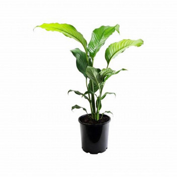 SPATHIPHYLLUM IN POT INDOOR FLOWERING 16.5CM