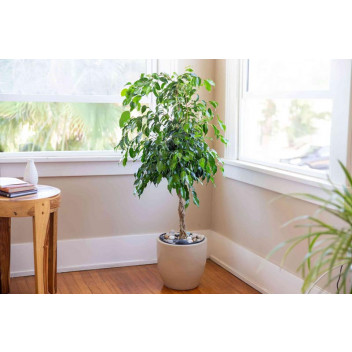 PLANT CLIMBER FICUS PUMILA TICKY CREEPER 17CM