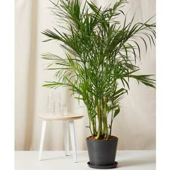 BAMBOO PALM FOLIAGE INDOOR PLANT 23CM