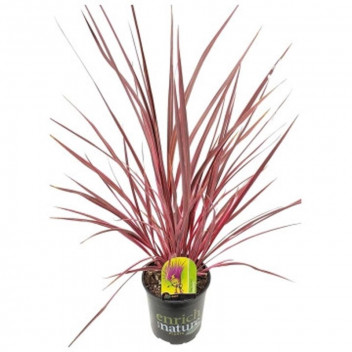 PLANT INDOOR FOLIAGE CHAMAEDOREA ELEGANS LOVE PALM 14CM