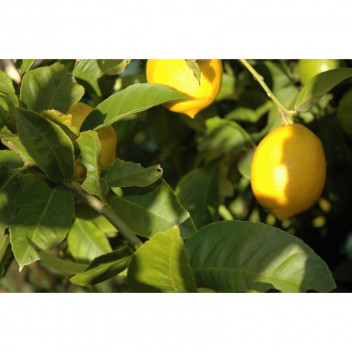 PLANT FRUIT CITRUS LEMON EUREKA 5L