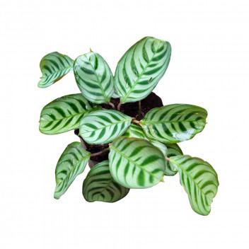 ALLIANCE CALATHEA FOLIAGE PLANT ASSORTED 14CM POT