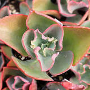 PLANT SUCCULENT ECHEVERIA BLUE BALLOON 12CM
