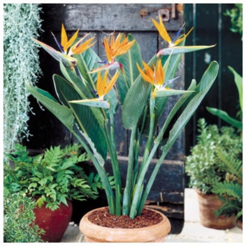PLANT SHRUB STRELITZIA REGINAE 9L
